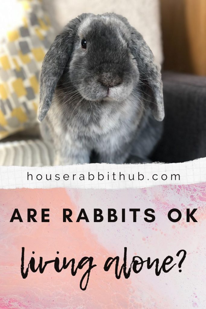 rescue centre for rabbits