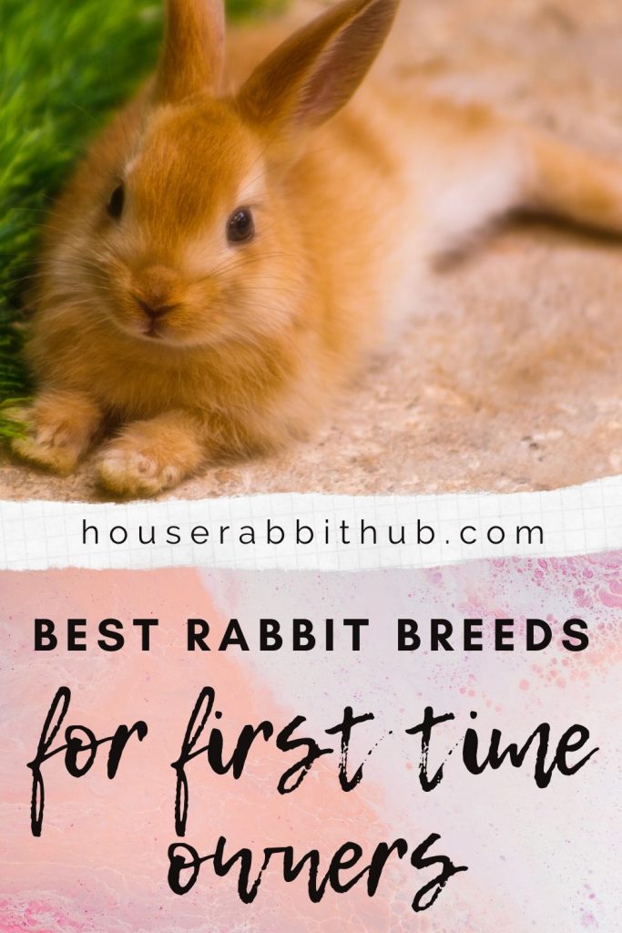What’s the best breed of rabbit for a firsttime owner? House Rabbit Hub