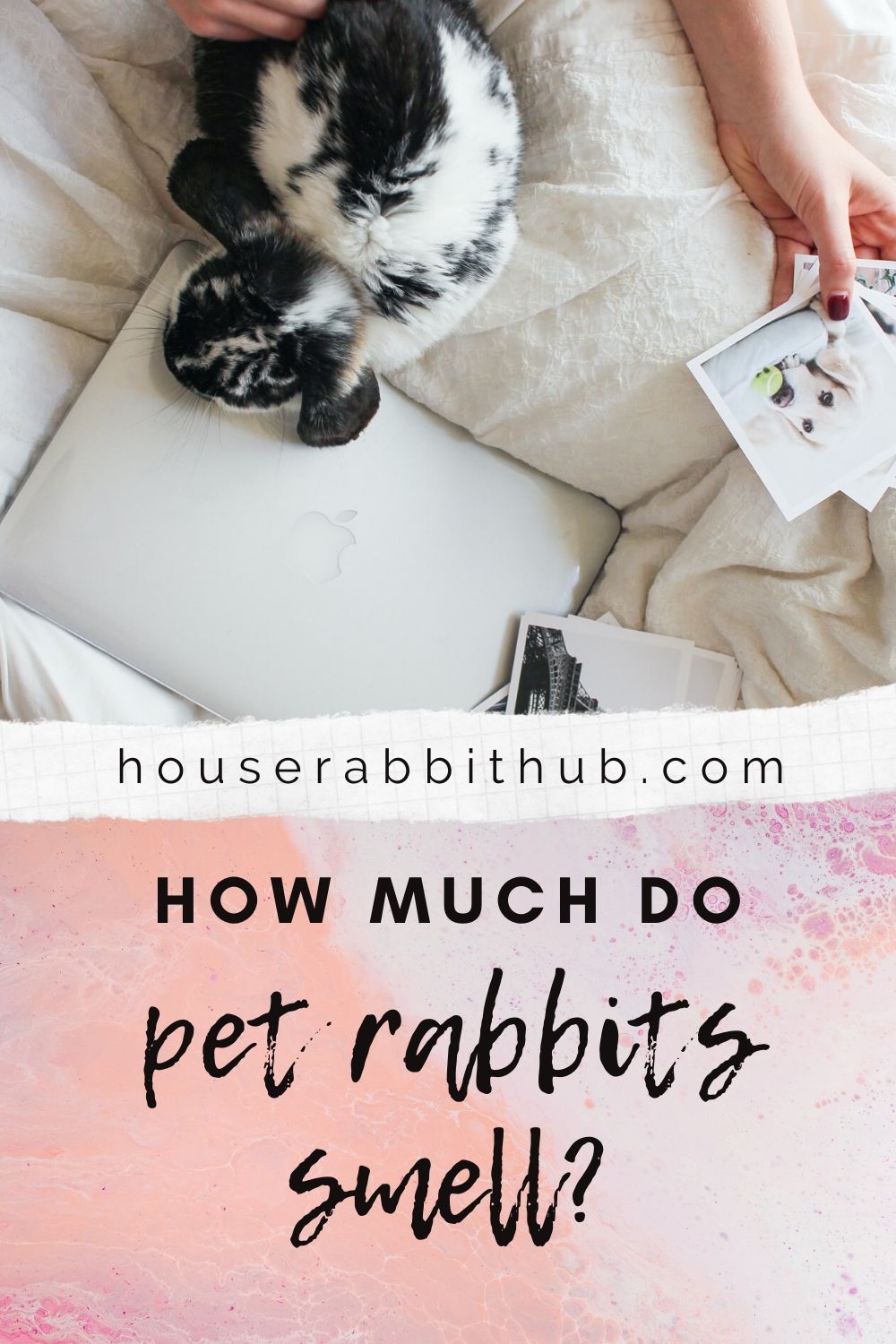 Do house rabbits smell? House Rabbit Hub