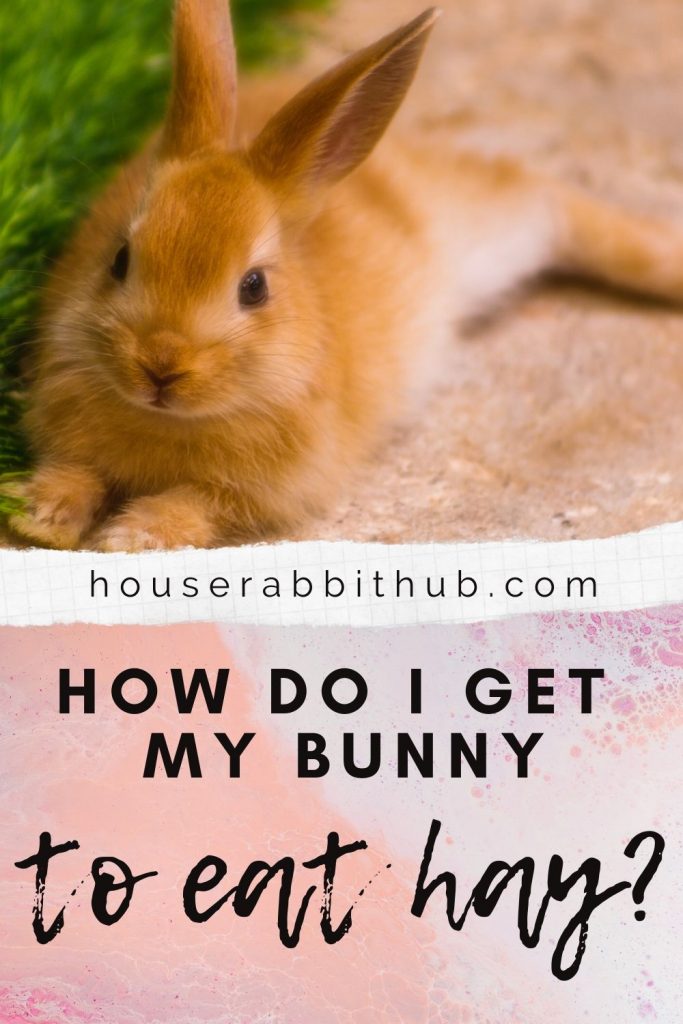 How do I get my bunny to eat hay? House Rabbit Hub