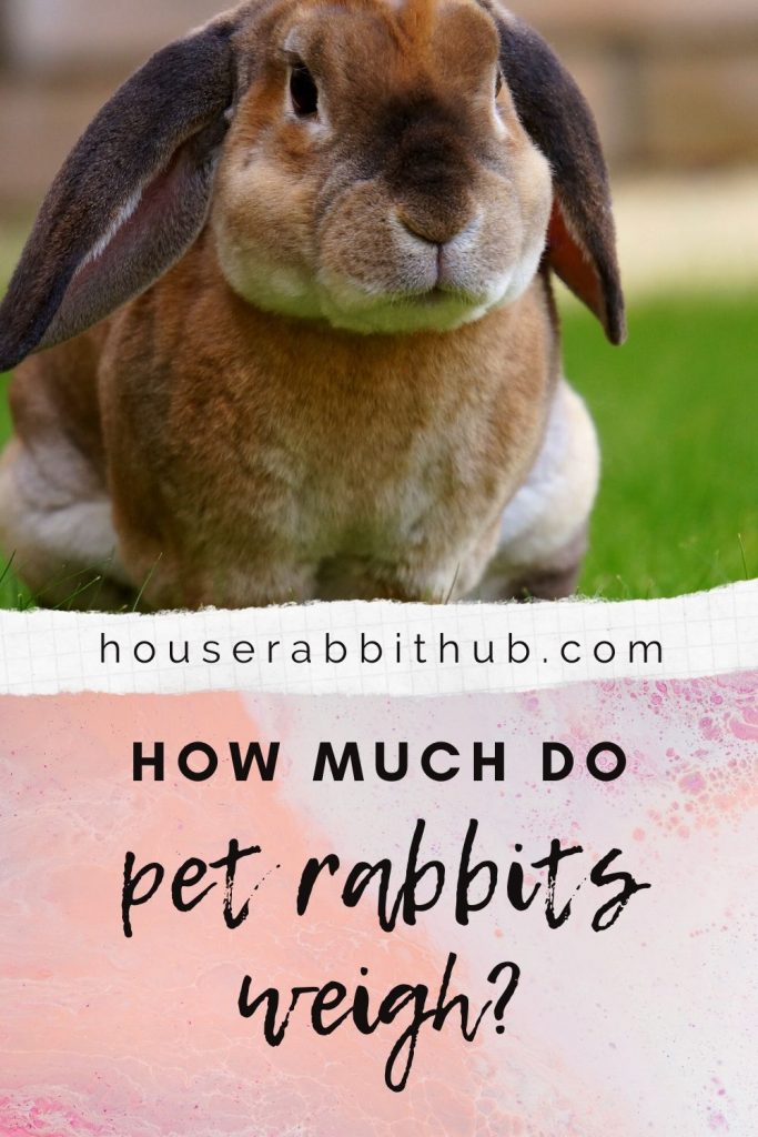 How much do pet rabbits weigh? House Rabbit Hub