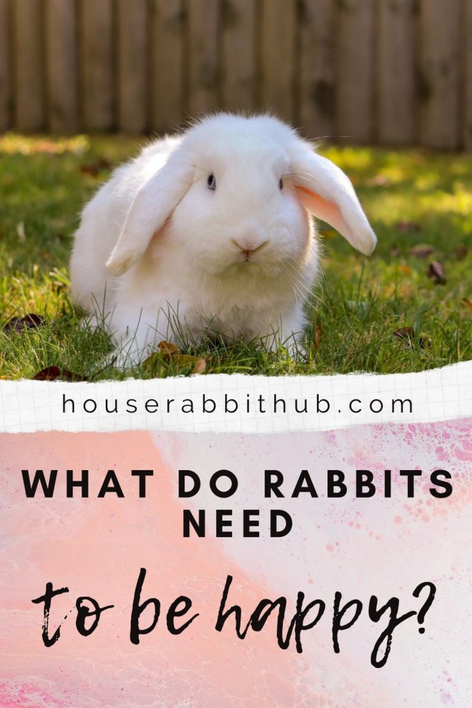 What do rabbits need to be happy? House Rabbit Hub