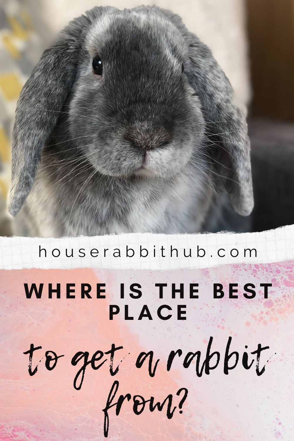 Where is the best place to get a rabbit? House Rabbit Hub