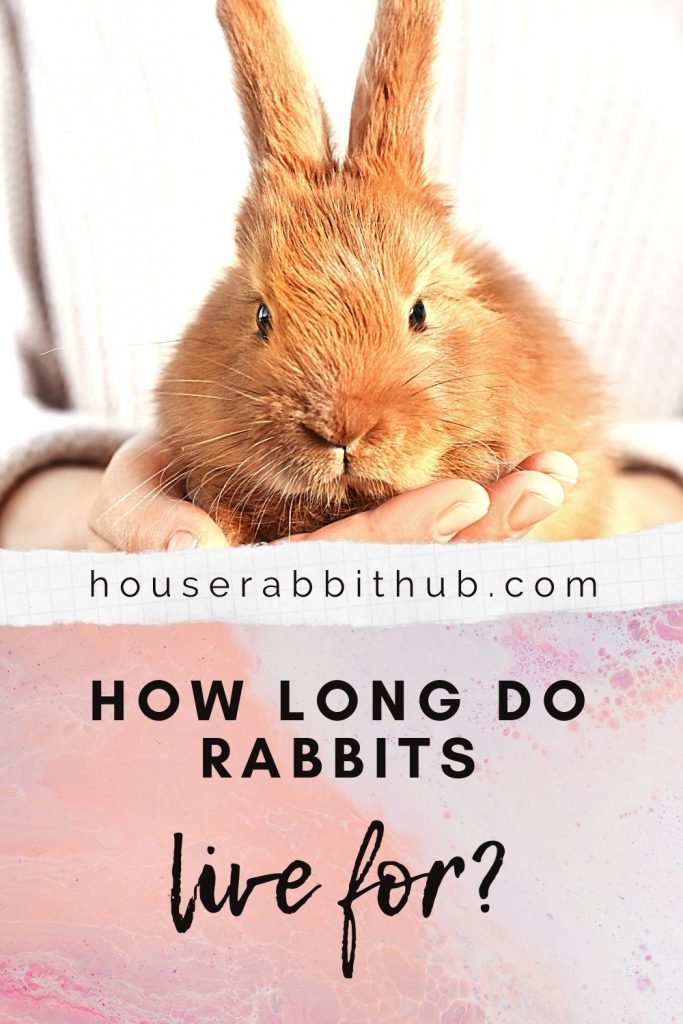 How long do house rabbits live? House Rabbit Hub