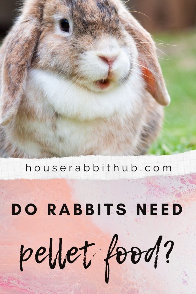 Do Rabbits Need Pellet Food? House Rabbit Hub