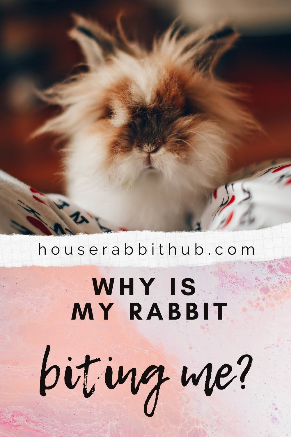 Why Is My Rabbit Staring at Me? House Rabbit Hub