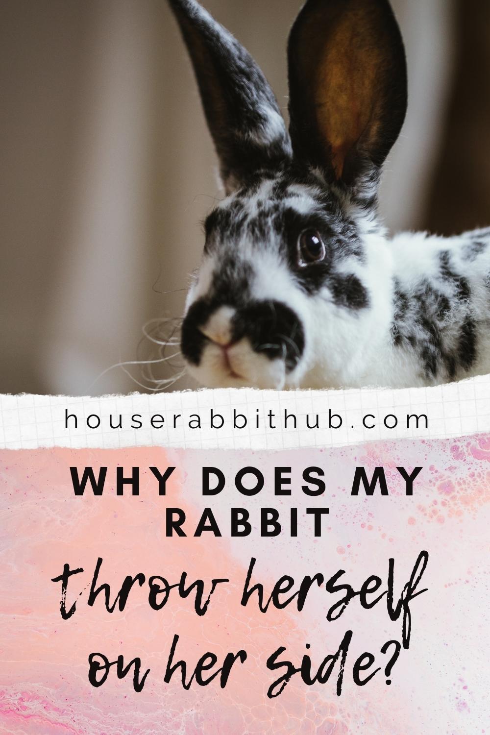 Why Does My Rabbit Throw Herself On Her Side? House Rabbit Hub