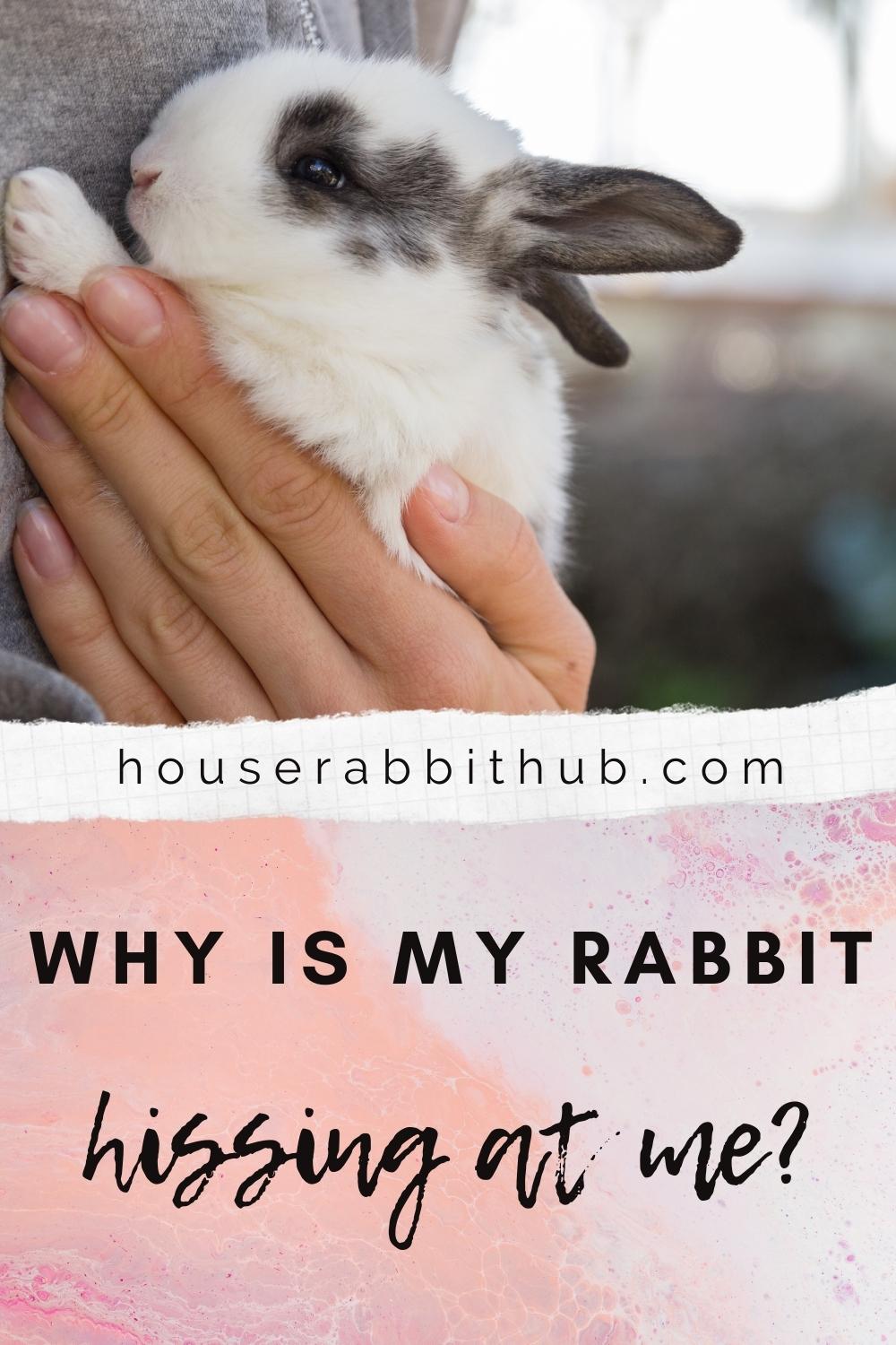 Why Is My Rabbit Hissing At Me? House Rabbit Hub