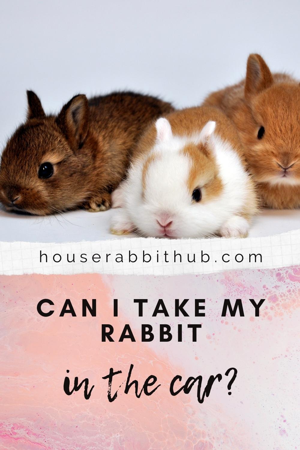 Can i Take My Rabbit In The Car? House Rabbit Hub