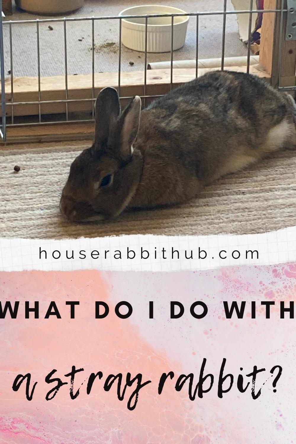 What Do I Do With A Stray Rabbit? House Rabbit Hub