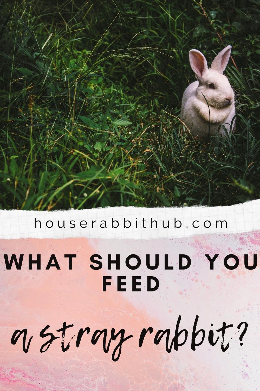 What Should You Feed A Stray Rabbit? House Rabbit Hub