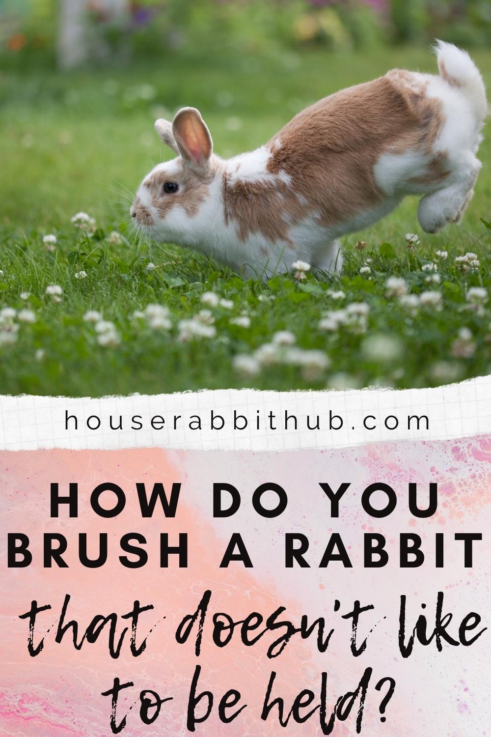 How Do You Brush A Rabbit That Doesn't Like To Be Held? House Rabbit Hub