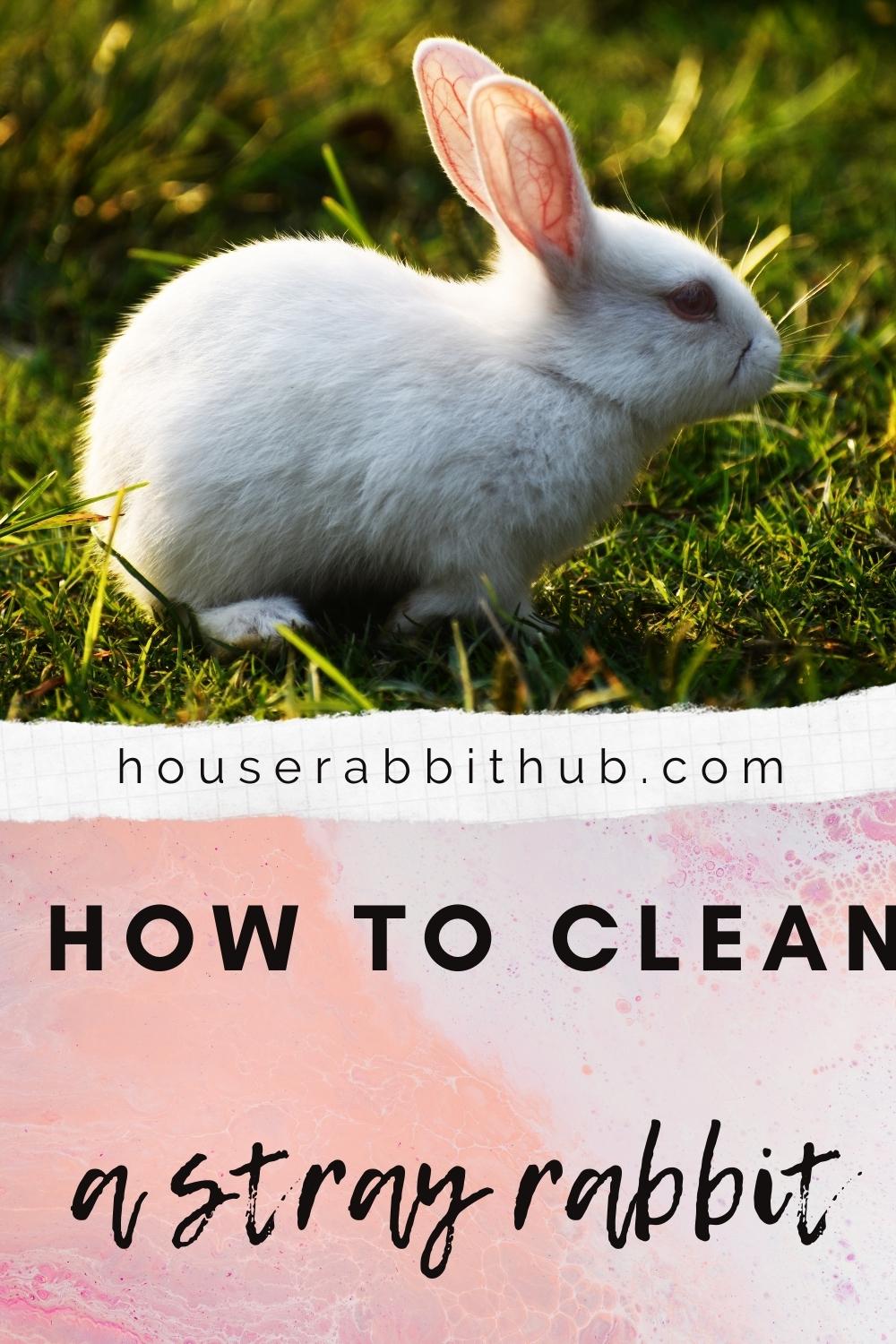 How to Clean A Stray Rabbit House Rabbit Hub